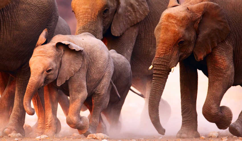 Look Here They! Come A Word for the Wild Ones...