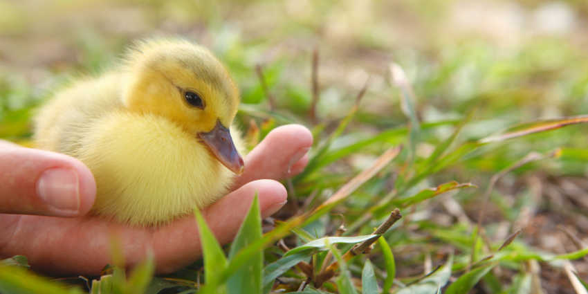 Vulnerability Birthplace of Joy Belonging Creativity Authenticity Love